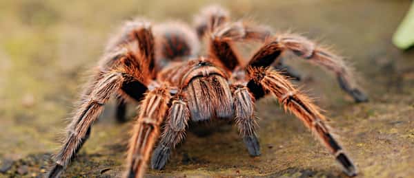 Sonhar com aranha no Jogo do Bicho