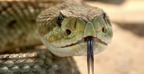 Sonhar cobra correndo atrás de mim
