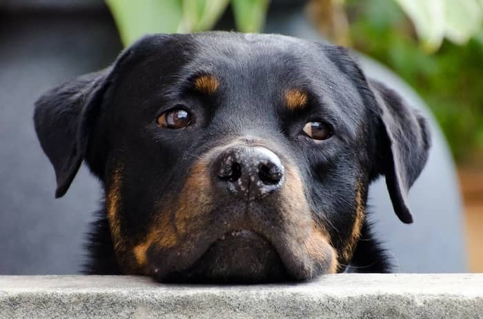 Rottweiler manso