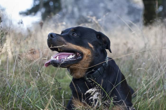 Cachorro rottweiler preto