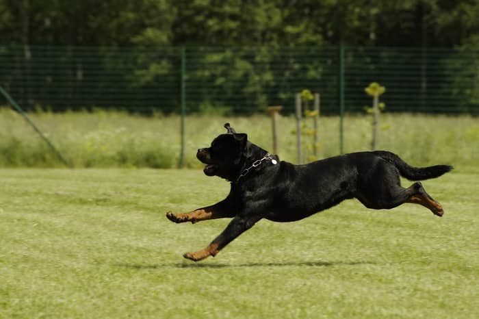 Rottweiler bravo