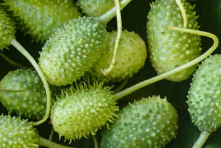 Maxixe verde