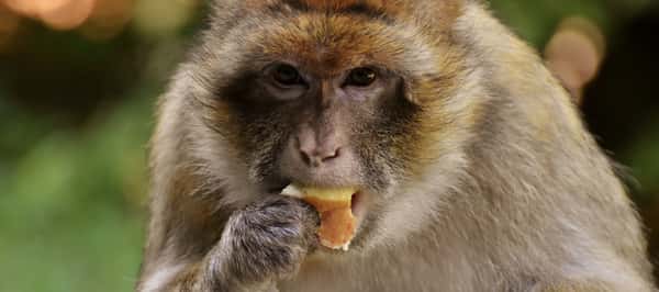 Sonhar com Macaco no Jogo do Bicho