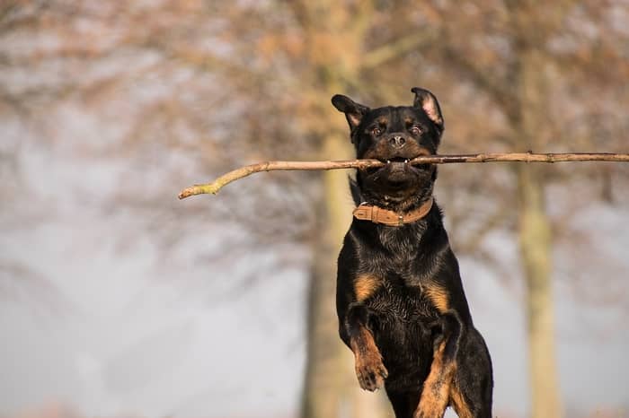 Cachorro Rottweiler mordendo