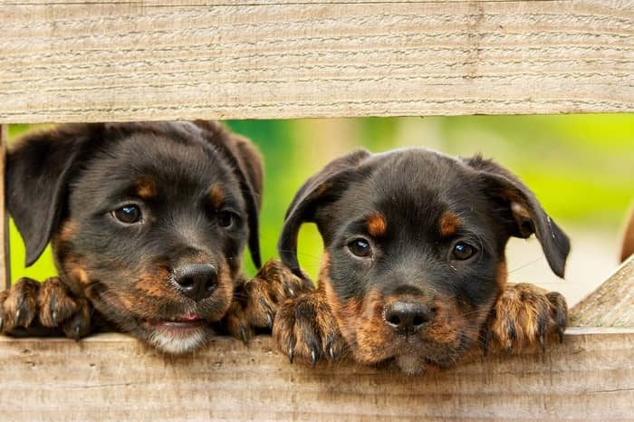 Filhote de rottweiler