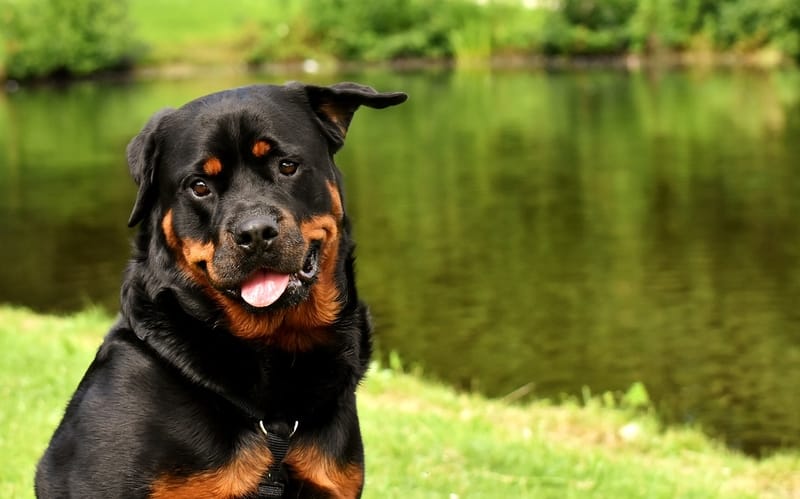 Sonhar com rottweiler