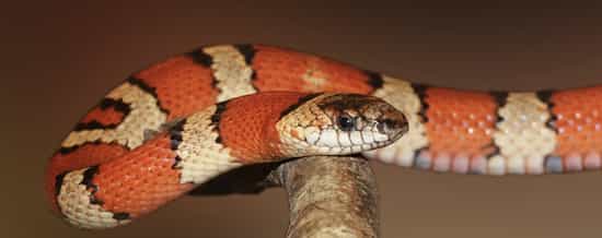 Sonhar com cobra preta e vermelha