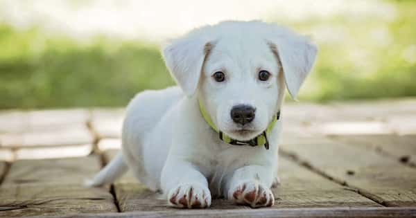 Sonhar com cachorro machucado