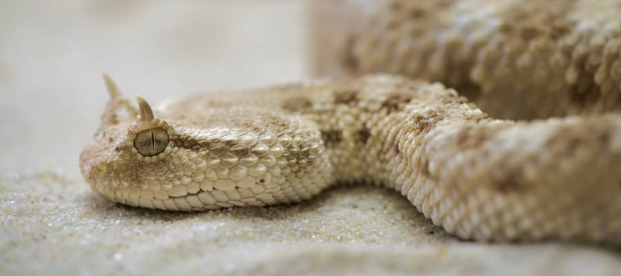 Sonhar com ninho de cobra