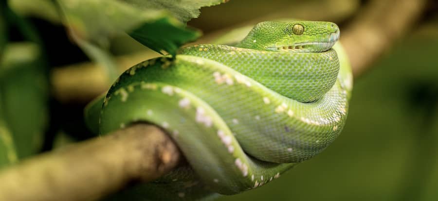 Sonhar com cobra picando