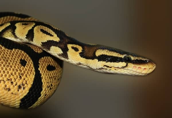 cobra picando outra pessoa 