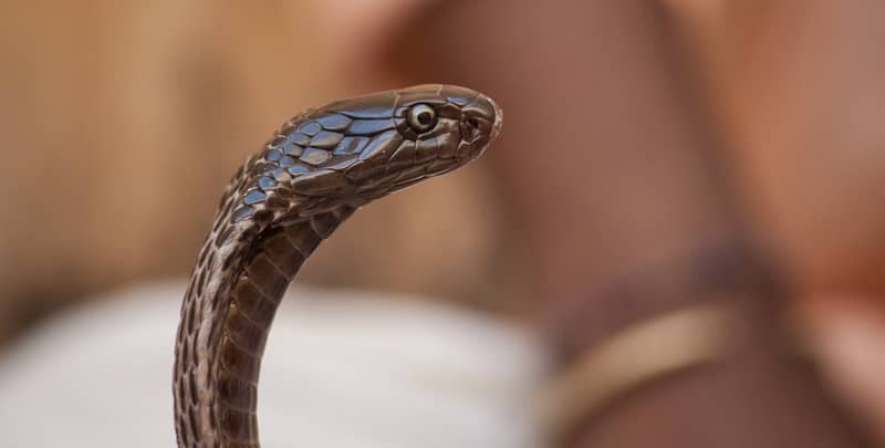 Sonhar matando cobra