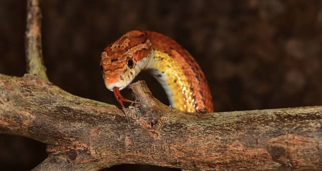 Alguém matando cobra