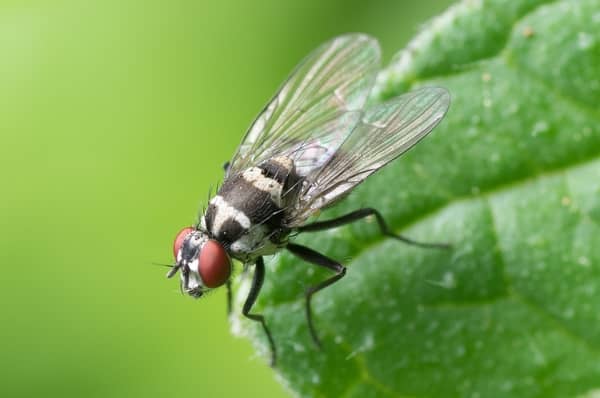 Mosca que causa bicheira