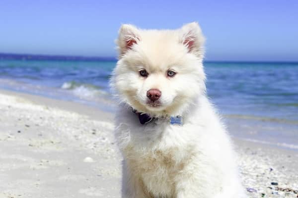 Cachorro branco