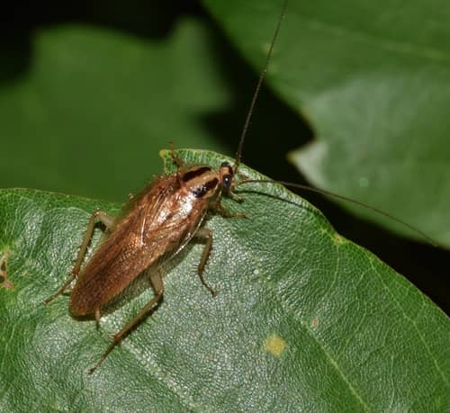 Barata voadora