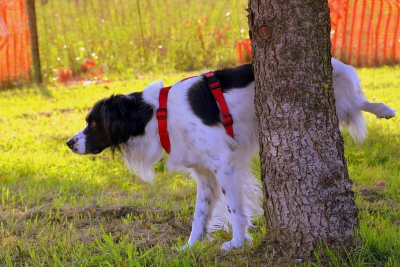 Sonhar com xixi / urina de cachorro