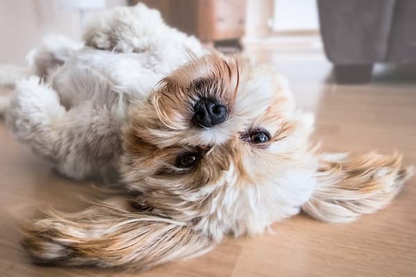 Filhote de cachorro