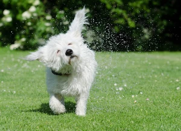 cachorro desconhecido