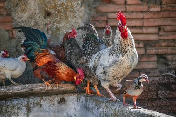Galinhas