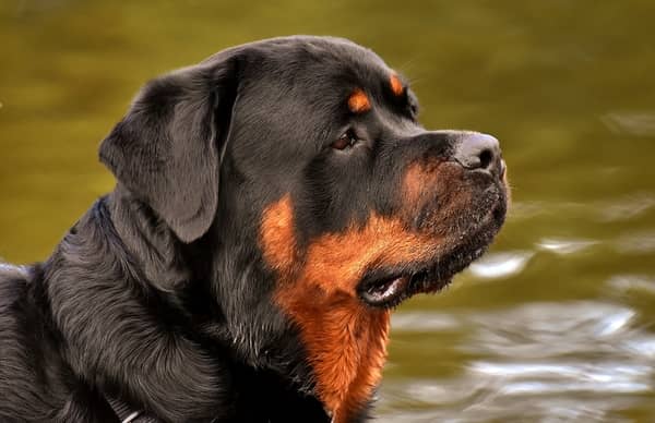 Cachorro preto