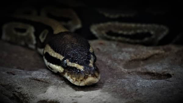 Cobra pequena