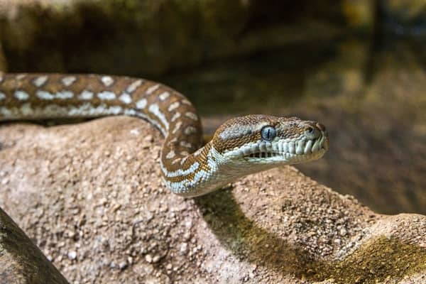 Filho de cobra fugindo