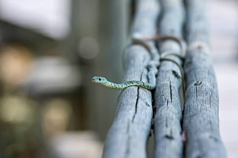 Sonhar com filhote de cobra