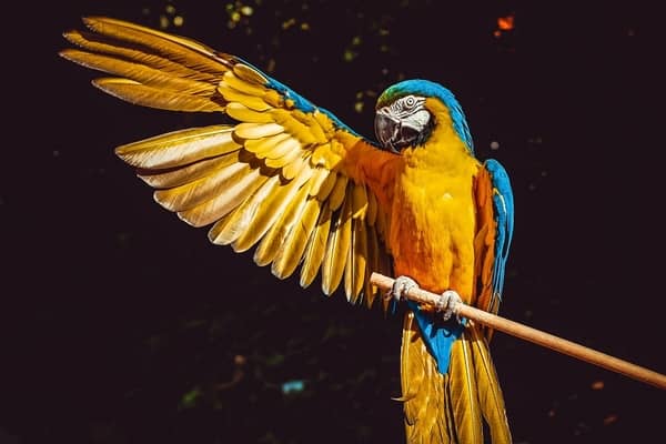 Sonhar que está pegando um pássaro colorido na mão