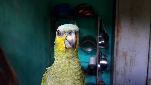 Arara