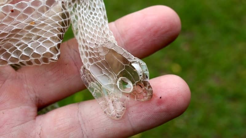 Sonhar com cobra transparente
