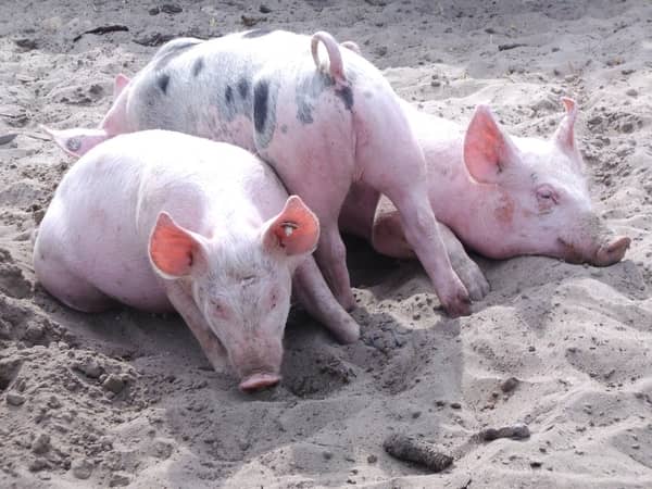 Filhotes de porco rosa