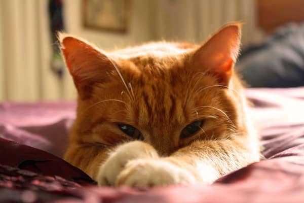 Gato amarelo