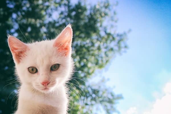 Gato branco