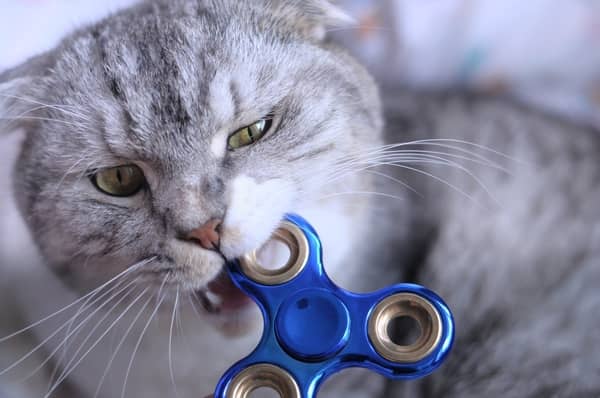 Gato mordendo