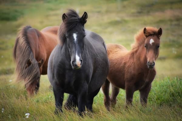 Cavalo preto