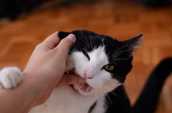 Gato mordendo no mundo espiritual