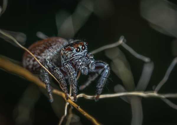 Sonhar com aranha caranguejeira na visão evangélica