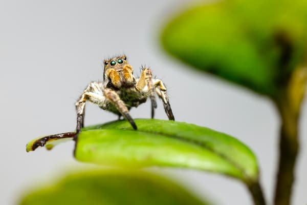 Aranha no mundo espiritual