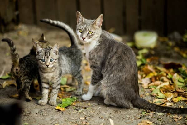 Muitos gatos nos sonhos