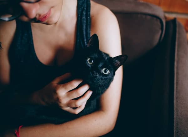 Gato preto nos sonhos