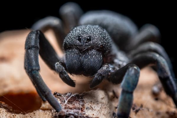 Aranha preta no mundo espiritual