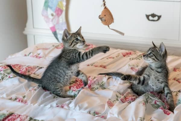 Sonhar com gato atacando no espiritismo