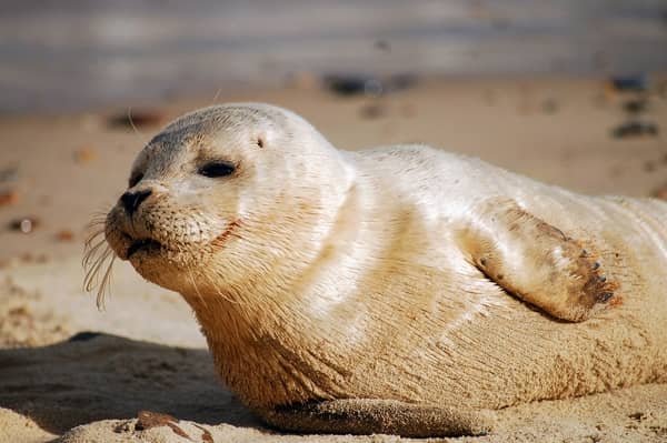 Afinal, qual o significado de sonhar com uma foca