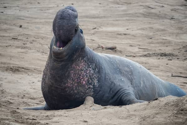 Foca atacando 