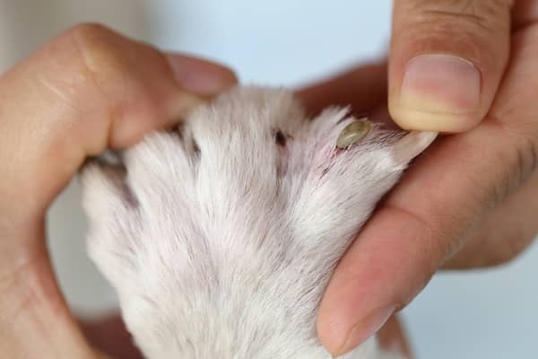 Piolho de cachorro