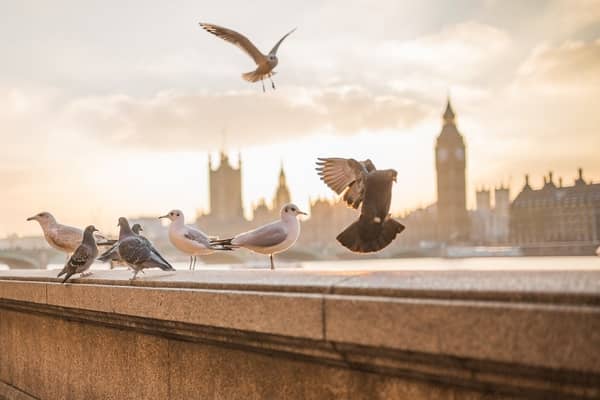 6 Significados de sonhar com um pombo morto