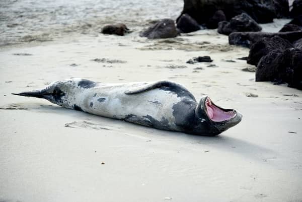 Foca brincando 