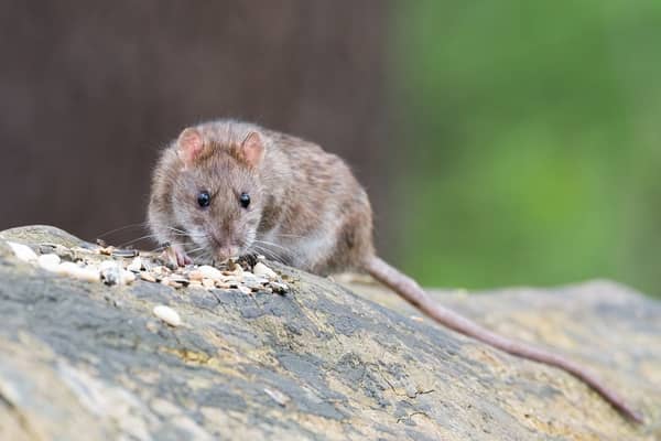 6 significados de sonhar com um camundongo