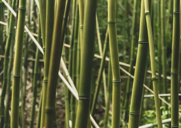 Plantação de bambu 